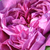 Fialová - Ruža perpetual hybrid - Reine des Violettes